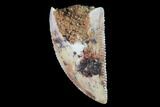 Serrated, Raptor Tooth - Real Dinosaur Tooth #98480-1